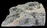Ammonite Fossil (Promicroceras) Slab - Somerset, England #63520-1